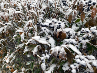 Leaves and branches in cold weather with frost and snow.