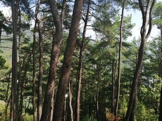 Fototapeta premium trees in the forest