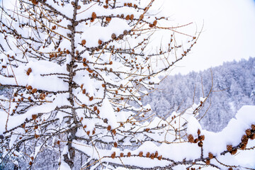 Pine tree branches with small cones in the mountain winter forest. Panoramic view of winter forest with trees covered snow. Sunset in the frozen mountains. Selective focus. High quality photo