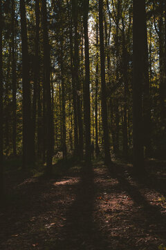 Tree Shadows © Brandon