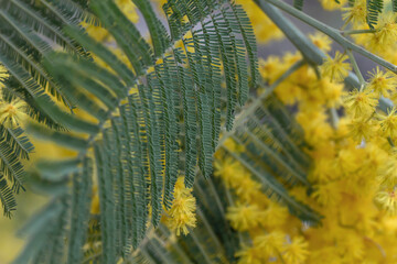 Blossoming silver wattle detail