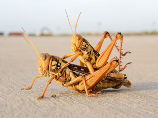 Caelifera or grasshopper standing on the ground