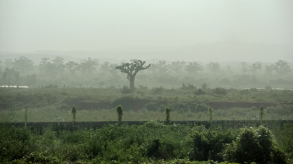 Giant baobabs from the Bandia nature reserve in Senegal