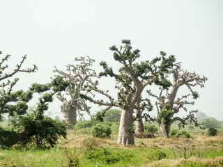 Giant baobabs from the Bandia nature reserve in Senegal