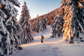 Panoramic view of young man in beautiful winter wonderland scenery in Scandinavia in scenic evening light at sunset with blue sky and clouds in winter, northern Europe. Spruce trees covered by snow