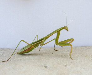 praying mantis insect leaning on a rock
