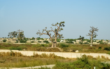 Giant baobabs from the Bandia nature reserve in Senegal