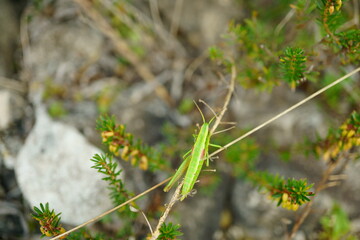 Macro photography of green grasshopper from above / top view