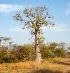 Fototapeta na wymiar Giant baobabs from the Bandia nature reserve in Senegal