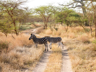 Fototapeta na wymiar African zebra in a nature reserve