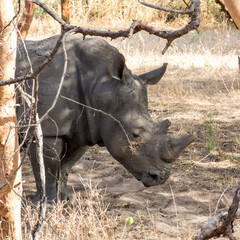 Rhinoceros from the Bandia nature reserve in Senegal