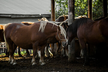 Scenery of the stables on the ranch in the morning with horses