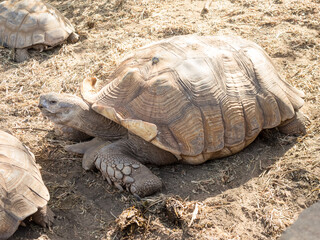 The African spurred tortoise is a species of cryptodira tortoise in the family Testudinidae