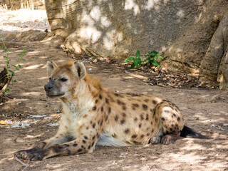 African hyena lying resting in the shade