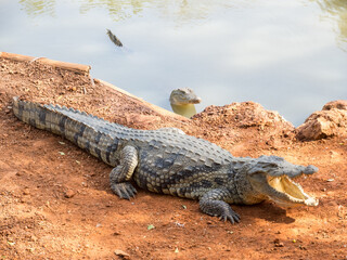 African crocodile on the shore of a lake