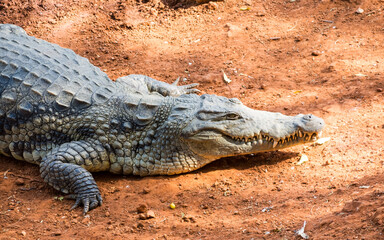 African crocodile on the shore of a lake