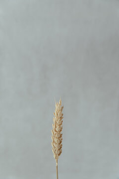 espiga aislada de trigo, naturaleza muerta