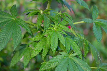Growing cannabis in the garden