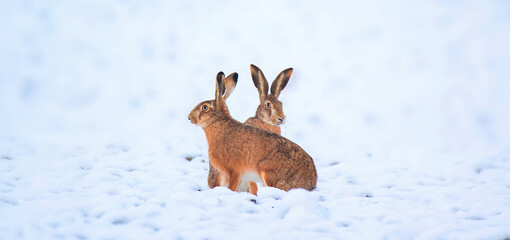 Very nice hare sitting on a snowy meadow. © Jiří Fejkl
