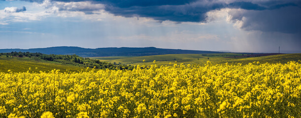 Spring rapeseed yellow blooming fields panoramic view, sky with clouds in sunlight. Natural seasonal, good weather, climate, eco, farming, countryside beauty concept.