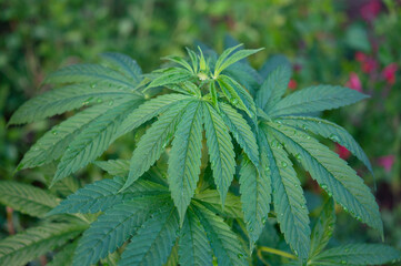 Naklejka na ściany i meble Growing cannabis in the garden