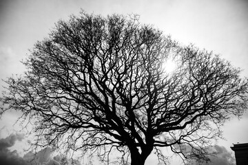 
dry tree in the city