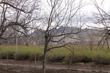 Obraz premium spring bloom