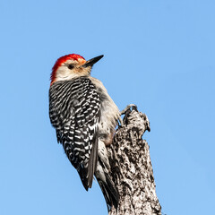 Red Bellied Woodpecker Clinging to a Dead Tree Top