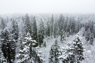 Aerial view of winter forest with snowy trees. Winter nature