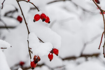 Red frozen rose hips with snow in winter. Nature season