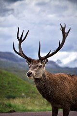 Portrait of Stag in Scottish Highlands, Scotland. 