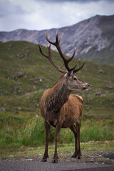 Portrait of Stag in Scottish Highlands, Scotland. 