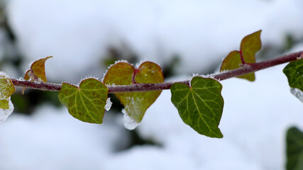 Happy valentine Hearts of plants for valentines day in winter