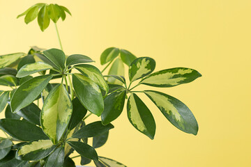 green house plant on yellow background. Ornamental garden in the apartment. Green house