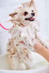 spitz being washed in a bathtub with foam, awesome dog is sitting patiently in the bathroom