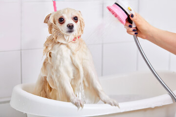 spitz being washed in a bathtub with foam, beautiful dog is sitting patiently in the bathroom while...
