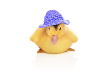 yellow duckling in a blue hat
