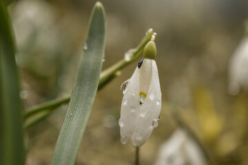 Snowdrop