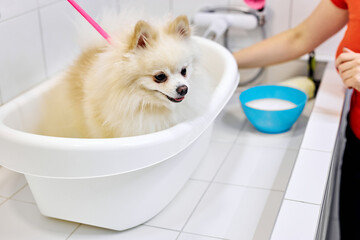 spitz dog is ready to get shower before hair cutting at grooming salon, cute pet sits in bath