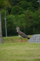 brazilian bird Quero-Quero in the garden