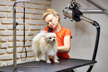 female groomer carefully handle with spitz. beauty care procedures of dogs in salon, combing, drying and cutting