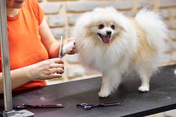 female groomer comb making hairstyle to pomeranian spitz dog, nice spits enjoy the procedure