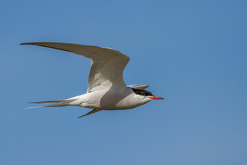 Flußseeschwalbe (Sterna hirundo)