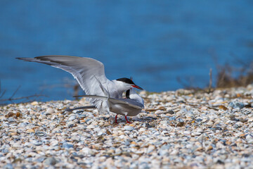 Flußseeschwalben (Sterna hirundo) bei der Paarung