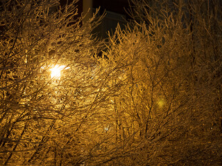 Frozen trees in snow. Winter background.