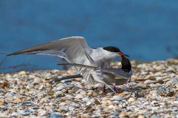 Flußseeschwalben (Sterna hirundo) bei der Paarung