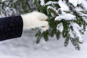 A female hand in a white mitten is touching a snow-covered spruce branch