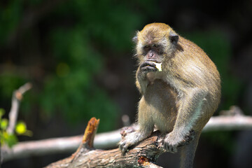 Obraz premium Macaque eating a fruit, Thailand