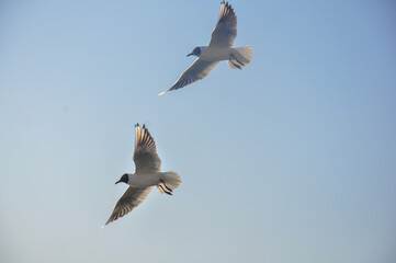 Seagulls flying in the blue sky. 