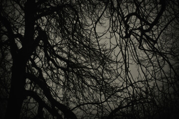 Black and White Bare Tree Branches in Winter